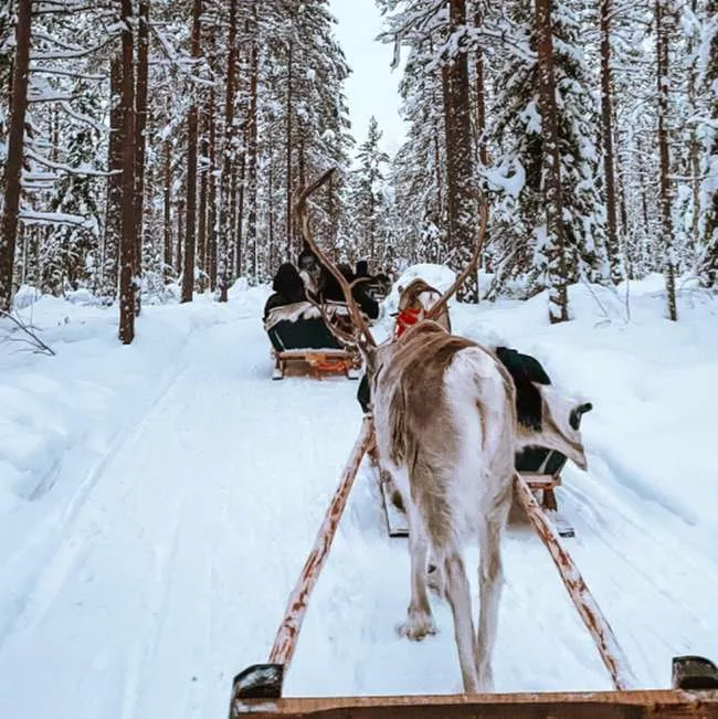Reindeer sled ride