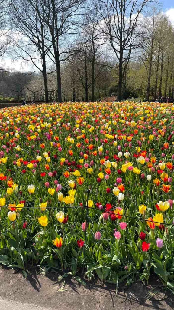 Keukenhof