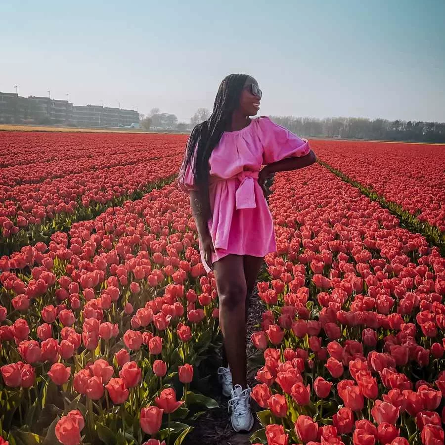 tulip fields in Lisse